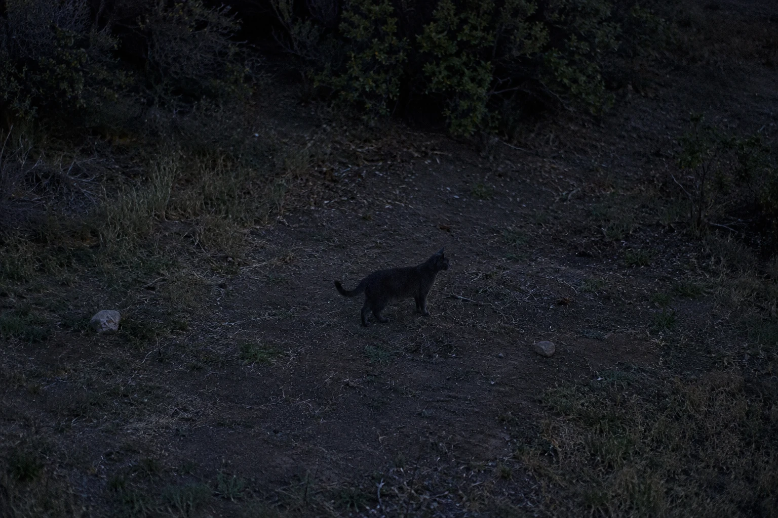 Low-light scene with a cat that is difficult to distinguish from its surroundings